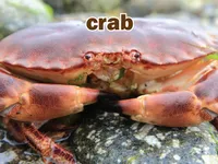 Định nghĩa & cách phát âm từ crab