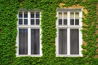 Định nghĩa & cách phát âm từ creeper