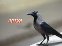 Định nghĩa & cách phát âm từ crow