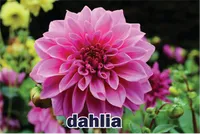 Định nghĩa & cách phát âm từ dahlia