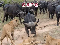 Định nghĩa & cách phát âm từ dare