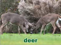 Định nghĩa & cách phát âm từ deer