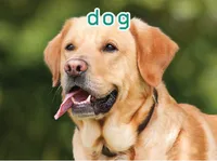 Định nghĩa & cách phát âm từ dog