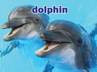 Định nghĩa & cách phát âm từ dolphin
