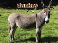 Định nghĩa & cách phát âm từ donkey