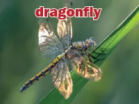 Định nghĩa & cách phát âm từ dragonfly