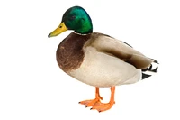 Định nghĩa & cách phát âm từ drake