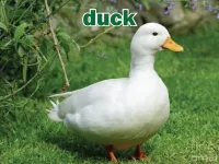 Định nghĩa & cách phát âm từ duck