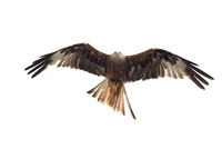 Định nghĩa & cách phát âm từ eagle