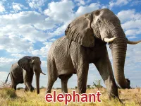 Định nghĩa & cách phát âm từ elephant