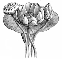 Định nghĩa & cách phát âm từ etching