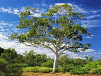 Định nghĩa & cách phát âm từ eucalyptus
