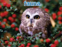 Định nghĩa & cách phát âm từ fauna