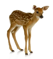 Định nghĩa & cách phát âm từ fawn