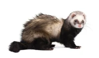 Định nghĩa & cách phát âm từ ferret