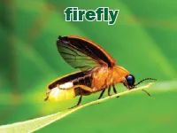 Định nghĩa & cách phát âm từ firefly