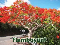Định nghĩa & cách phát âm từ flamboyant