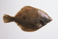 Định nghĩa & cách phát âm từ flatfish