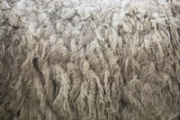 Định nghĩa & cách phát âm từ fleece