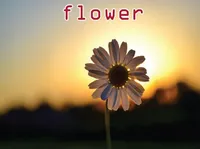Định nghĩa & cách phát âm từ flower