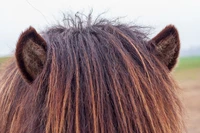 Định nghĩa & cách phát âm từ forelock