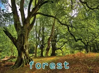 Định nghĩa & cách phát âm từ forest