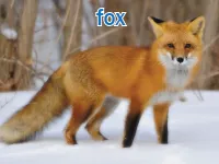 Định nghĩa & cách phát âm từ fox