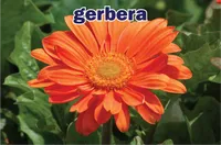 Định nghĩa & cách phát âm từ gerbera