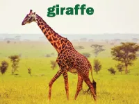 Định nghĩa & cách phát âm từ giraffe