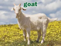 Định nghĩa & cách phát âm từ goat