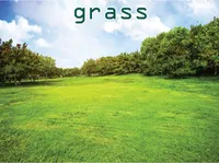 Định nghĩa & cách phát âm từ grass