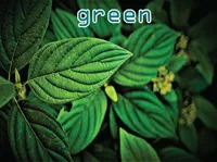 Định nghĩa & cách phát âm từ green