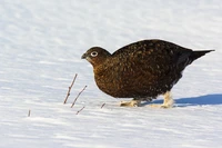 Định nghĩa & cách phát âm từ grouse