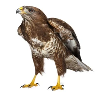Định nghĩa & cách phát âm từ hawk