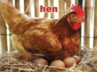 Định nghĩa & cách phát âm từ hen