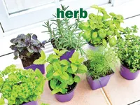 Định nghĩa & cách phát âm từ herb