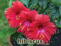 Định nghĩa & cách phát âm từ hibiscus
