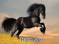 Định nghĩa & cách phát âm từ horse