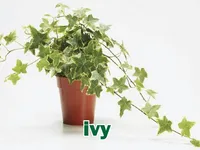 Định nghĩa & cách phát âm từ ivy