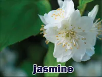 Định nghĩa & cách phát âm từ jasmine