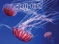 Định nghĩa & cách phát âm từ jellyfish