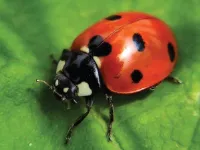 Định nghĩa & cách phát âm từ ladybug