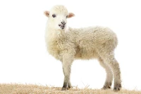 Định nghĩa & cách phát âm từ lamb