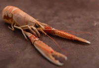 Định nghĩa & cách phát âm từ langoustine
