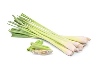 Định nghĩa & cách phát âm từ lemongrass