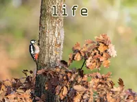Định nghĩa & cách phát âm từ life