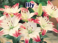 Định nghĩa & cách phát âm từ lily