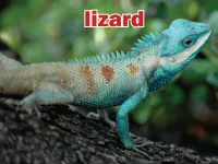 Định nghĩa & cách phát âm từ lizard