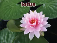 Định nghĩa & cách phát âm từ lotus