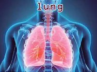 Định nghĩa & cách phát âm từ lung